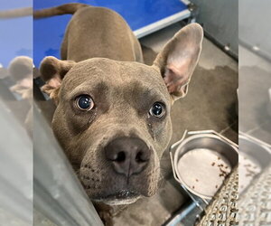 American Pit Bull Terrier Dogs for adoption in Tavares, FL, USA