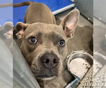 Small American Pit Bull Terrier