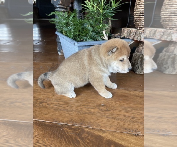 Medium Photo #6 Shiba Inu Puppy For Sale in SCHUYLKILL HAVEN, PA, USA