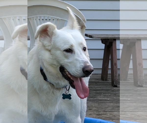 Medium Photo #2 Labsky Puppy For Sale in Plainfield, IL, USA