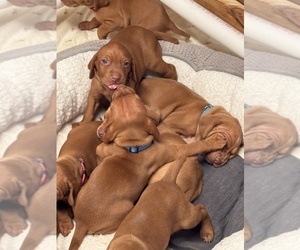 Vizsla Puppy for Sale in SHEPHERDSVILLE, Kentucky USA