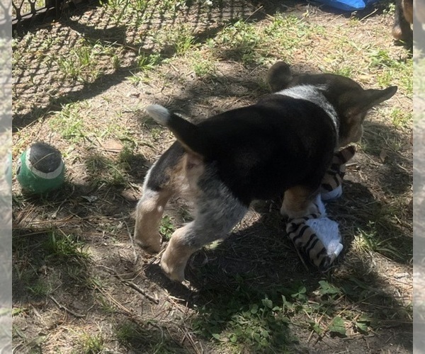 Medium Photo #7 Bluetick Beagle Puppy For Sale in TARBORO, NC, USA