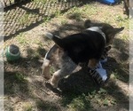 Small #6 Bluetick Beagle