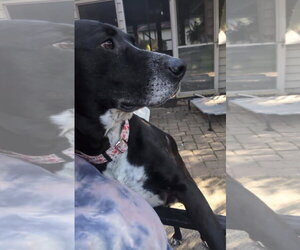 Navi - Female Labrador Retriever-Unknown Mix Dog for Adoption - Photo #3