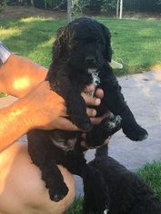 Double Doodle Puppy for sale in CHICO, CA, USA