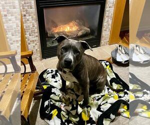 Jasmine - Female Mutt Dog for Adoption - Photo #3