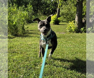 Gayle - Female Mutt Dog for Adoption - Photo #10