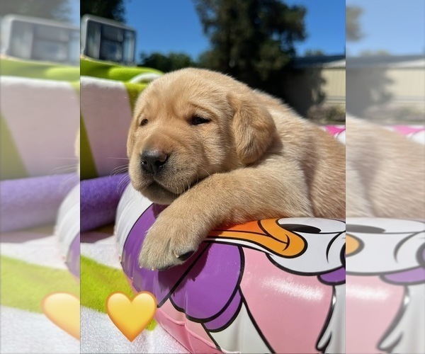Medium Photo #6 Labrador Retriever Puppy For Sale in TURLOCK, CA, USA