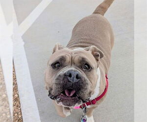 Staffordshire Bull Terrier-Unknown Mix Dogs for adoption in Fort Collins, CO, USA