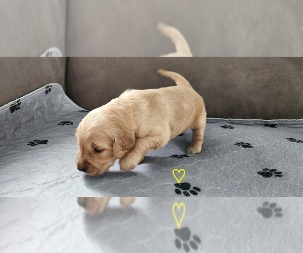 Medium Photo #7 Golden Retriever Puppy For Sale in THOMASTON, ME, USA