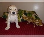Small Photo #10 Goldendoodle (Miniature) Puppy For Sale in SUNNYVALE, CA, USA