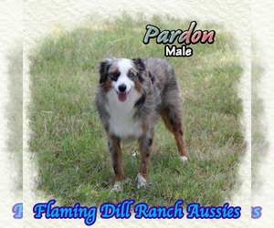 Miniature Australian Shepherd Puppy for sale in FORESTBURG, TX, USA