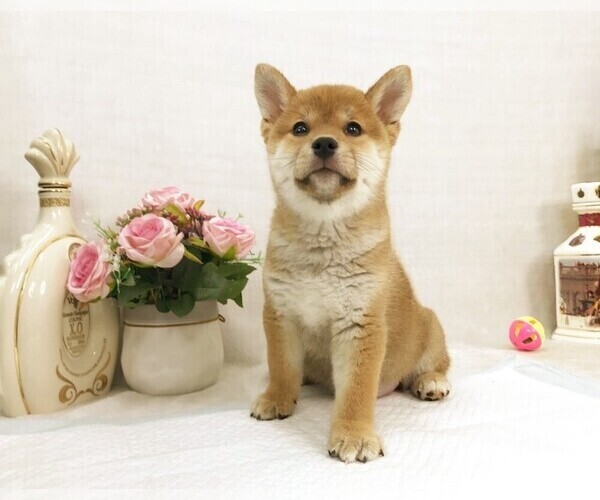 Medium Photo #5 Shiba Inu Puppy For Sale in NEW YORK, NY, USA