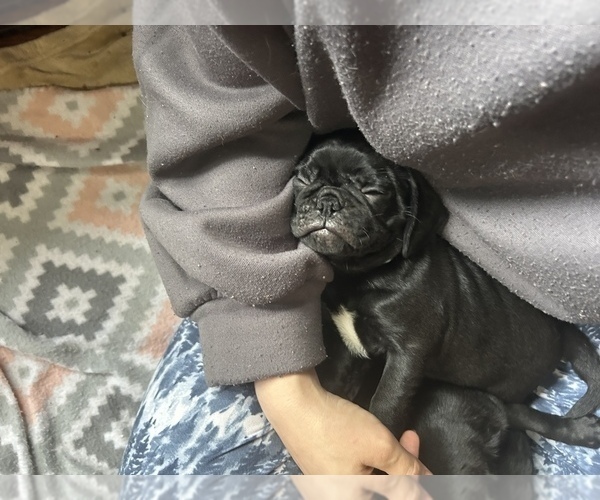 Medium Photo #15 Frenchie Pug Puppy For Sale in BLOOMINGTON, IL, USA
