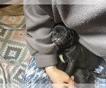Small Photo #15 Frenchie Pug Puppy For Sale in BLOOMINGTON, IL, USA