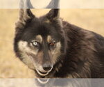 Alice - Female Siberian Husky-Unknown Mix Dog for Adoption - Small photo