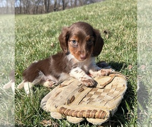 Dachshund Puppy for sale in MIDDLEBURY, IN, USA