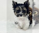Small Photo #23 Biewer Terrier Puppy For Sale in PEMBROKE PINES, FL, USA