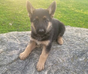 German Shepherd Dog Puppy for sale in WARREN, MI, USA