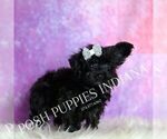 Small Photo #108 Yorkipoo Puppy For Sale in WARSAW, IN, USA