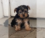 Small #2 Yorkshire Terrier