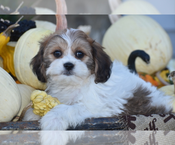 Medium Photo #1 Cavachon Puppy For Sale in ELDORADO, OH, USA