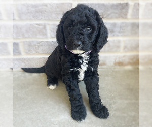 Goldendoodle (Miniature) Puppy for sale in WELLSVILLE, KS, USA
