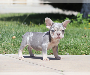 French Bulldog Puppy for sale in LITTLEROCK, CA, USA