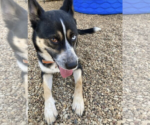 Medium Photo #4 Mutt Puppy For Sale in Euless, TX, USA