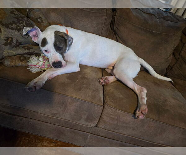 Medium Photo #11 American Staffordshire Terrier-Unknown Mix Puppy For Sale in Brewster, NY, USA