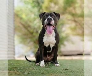 Mutt Dogs for adoption in Las Vegas, NV, USA