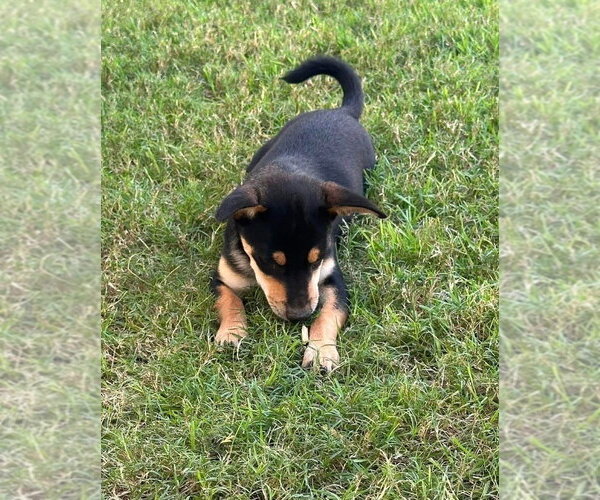 Medium Photo #2 Mutt Puppy For Sale in FRAMINGHAM, MA, USA