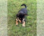 Small #1 Mutt