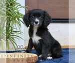 Small #2 Cavalier King Charles Spaniel-Goldendoodle Mix