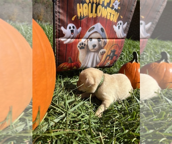 Medium Photo #4 Labrador Retriever Puppy For Sale in NEOLA, WV, USA