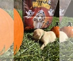 Small #3 Labrador Retriever