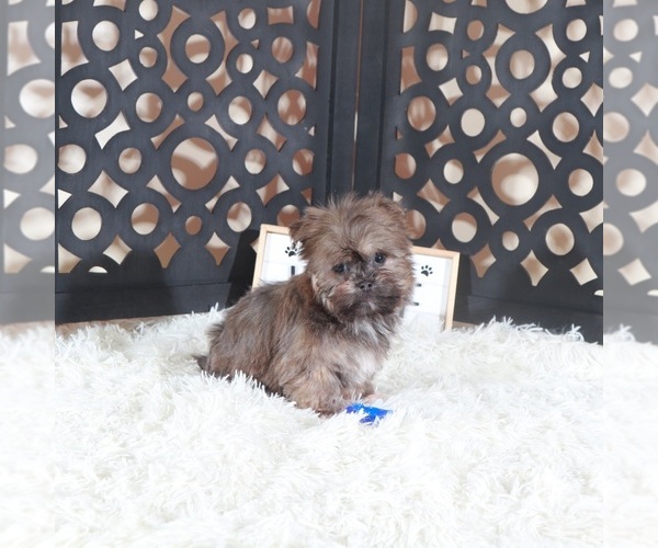 Medium Photo #2 Havanese Puppy For Sale in MOUNT VERNON, OH, USA