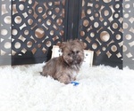 Small #1 Havanese