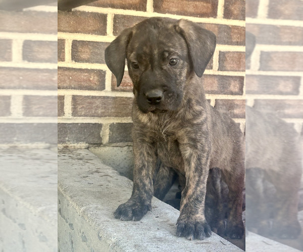 Medium Photo #4 Presa Canario Puppy For Sale in COLORADO SPGS, CO, USA