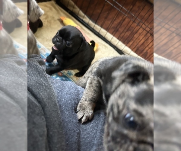 Medium Photo #9 Pug Puppy For Sale in BLOOMINGTON, IL, USA