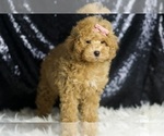 Small #2 Poodle (Toy)