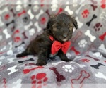 Small #4 Aussiedoodle Miniature 