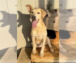 Small Golden Retriever Mix