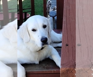 Mother of the English Cream Golden Retriever puppies born on 12/06/2025