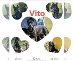 Small #3 Doberman Pinscher-Staffordshire Bull Terrier Mix