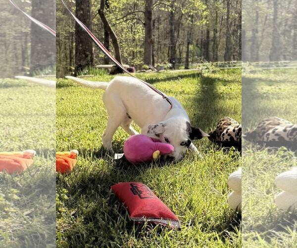 Medium Photo #3 Labrador Retriever-Unknown Mix Puppy For Sale in Yardley, PA, USA