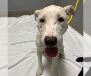 Labrador Retriever-Unknown Mix Dogs for adoption in Las Vegas, NV, USA