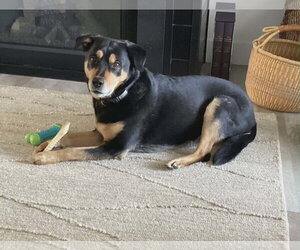 Rottweiler-Unknown Mix Dogs for adoption in Waterloo, IA, USA