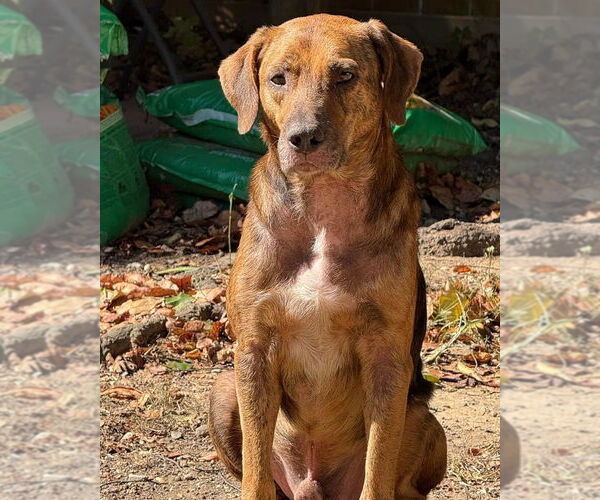 Medium Photo #1 Mutt Puppy For Sale in Alexander, AR, USA