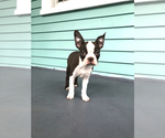 Small Photo #1 Boston Terrier Puppy For Sale in SALISBURY, MD, USA